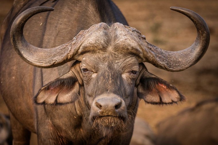 045 Tshukudu Private Game Reserve, buffel.jpg